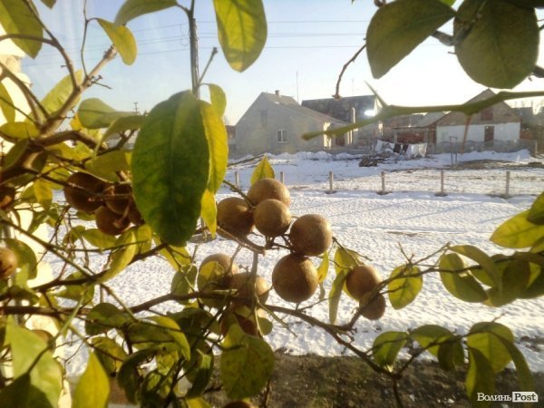 Заступник мера на Волині вирощує лимони, мандарини і  гусей. ФОТО